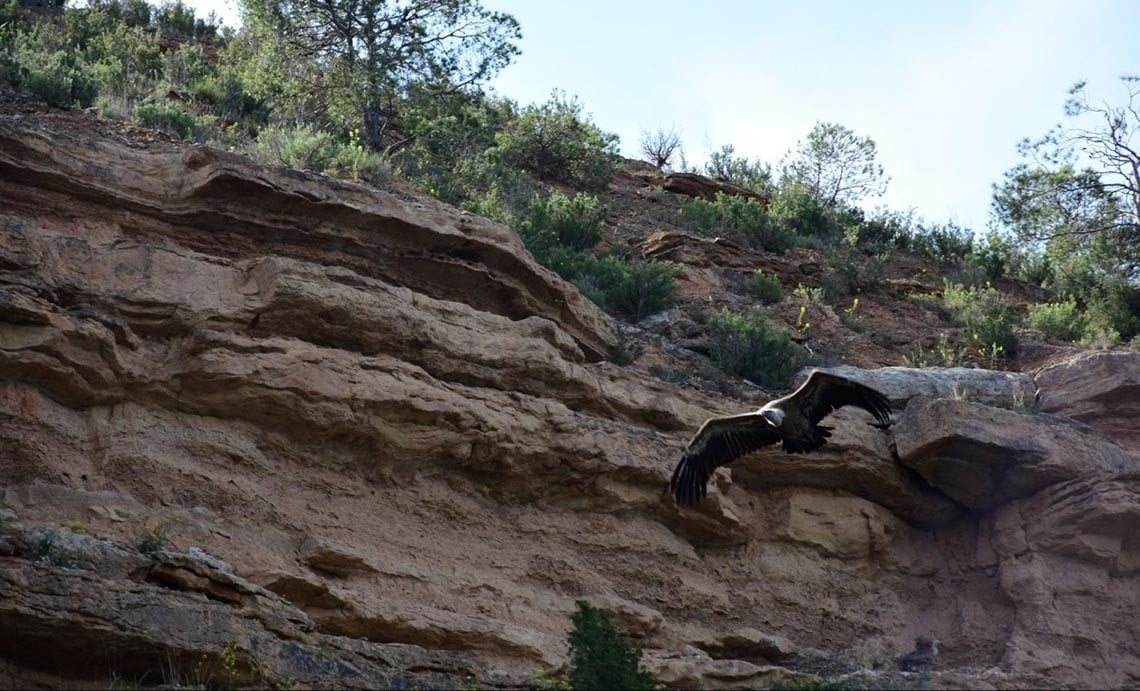 un águila volando sobre un acantilado con árboles en el fondo