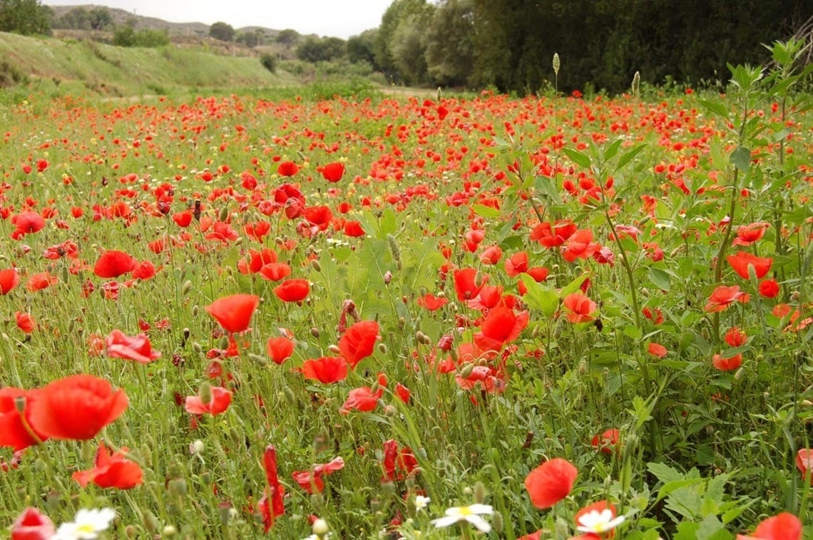 un campo lleno de amapolas rojas y flores blancas