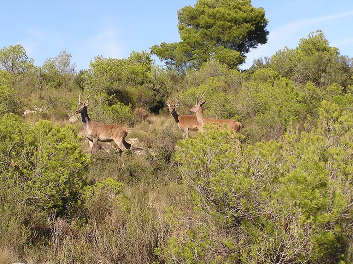 un grupo de ciervos camina por un bosque de pinos