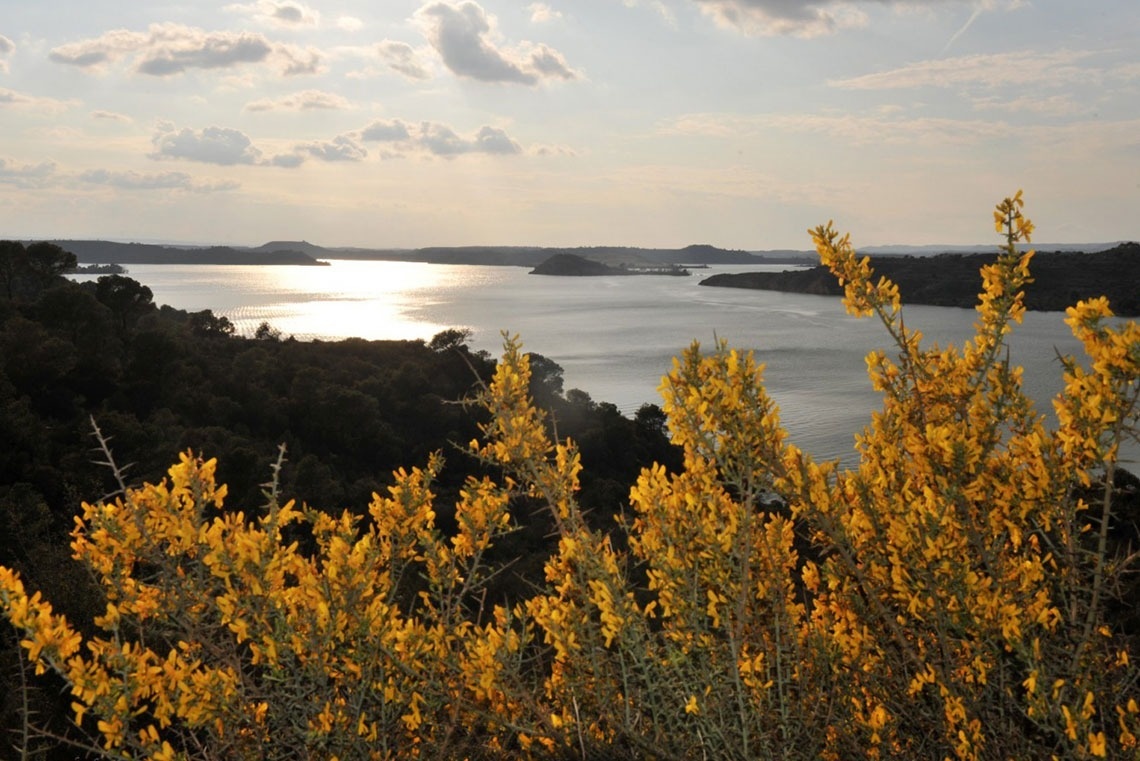 a view of a lake with yellow flowers in the foreground