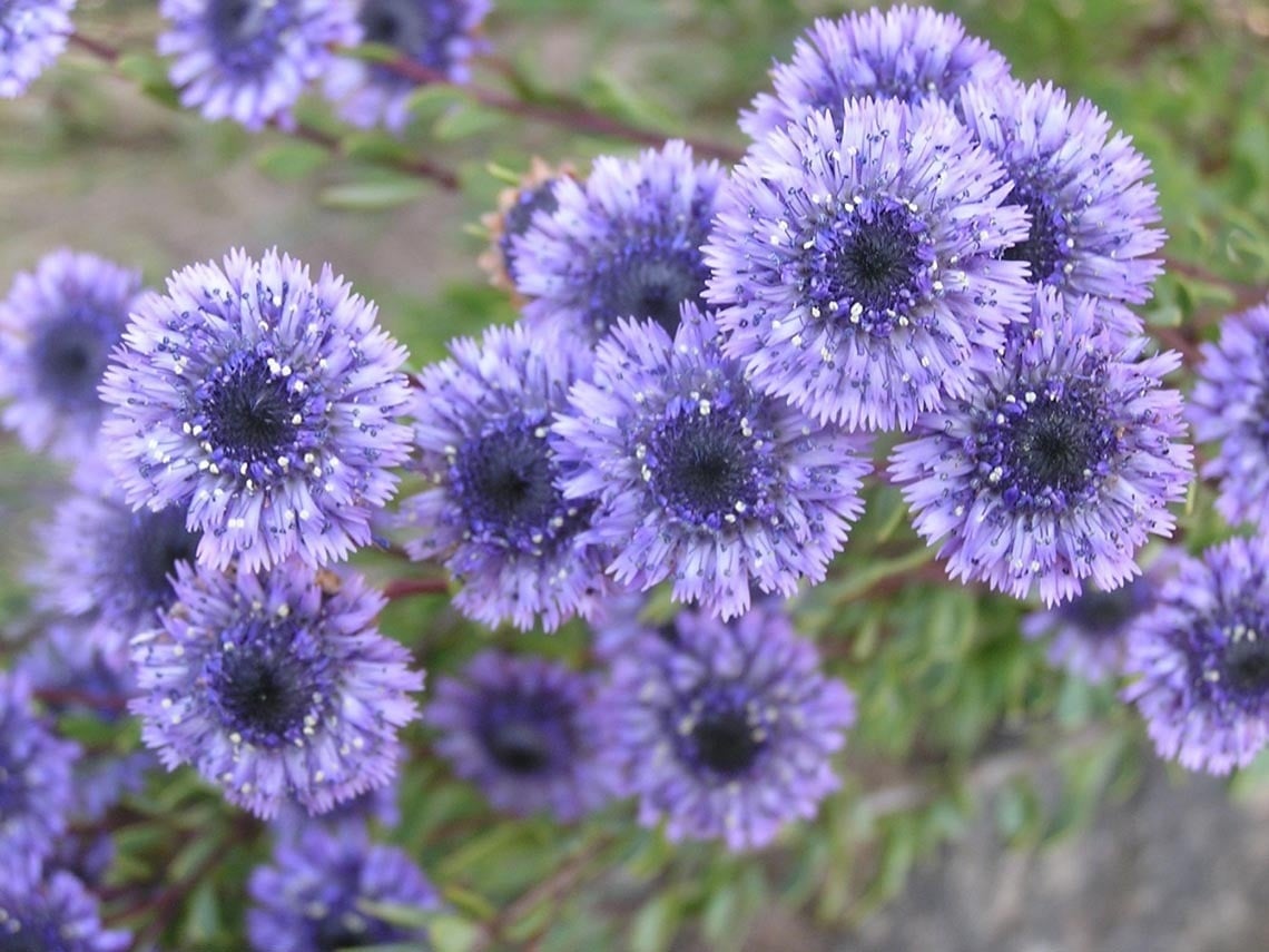 un primer plano de un montón de flores moradas