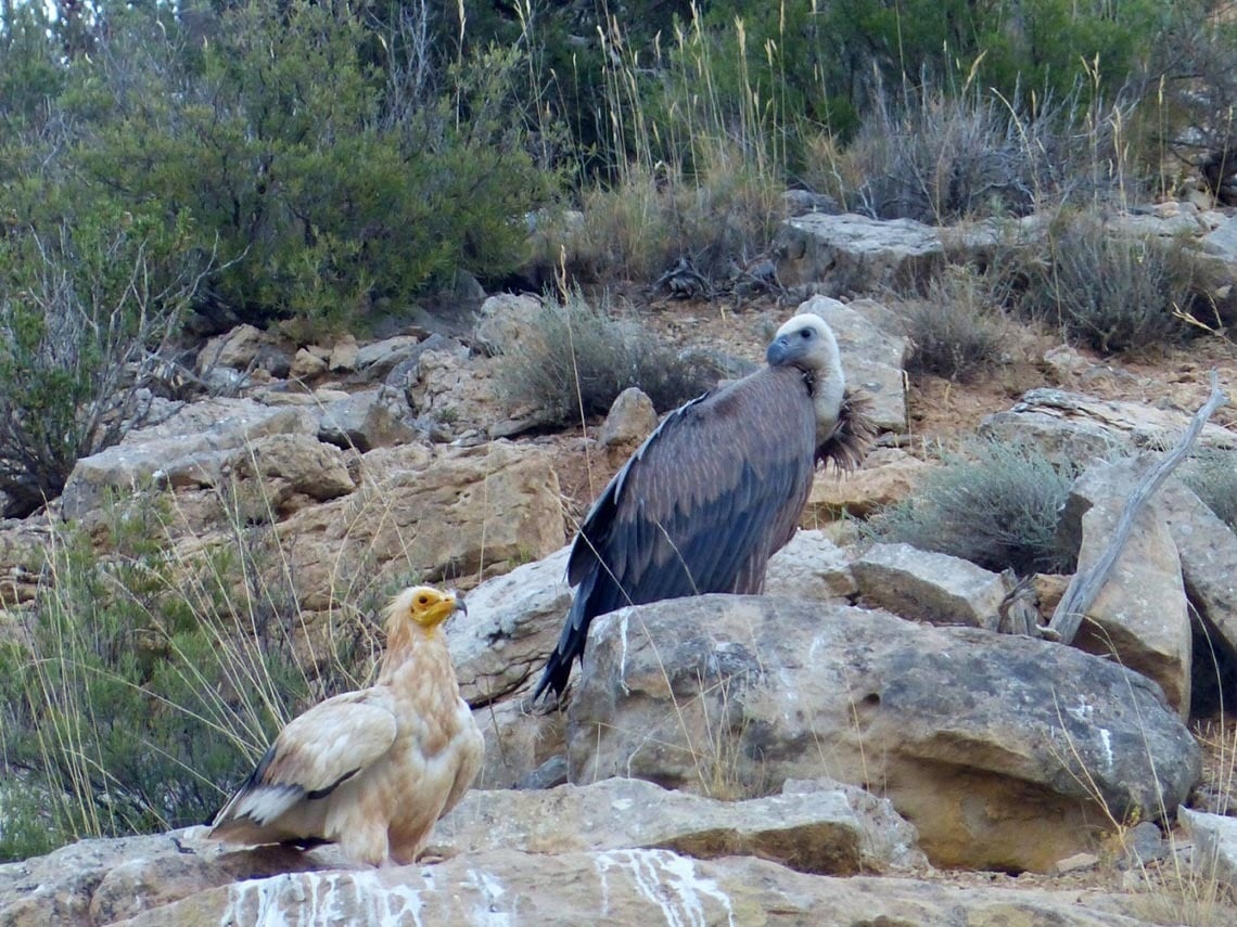 dos buitres están parados en las rocas y uno de ellos tiene un pico amarillo