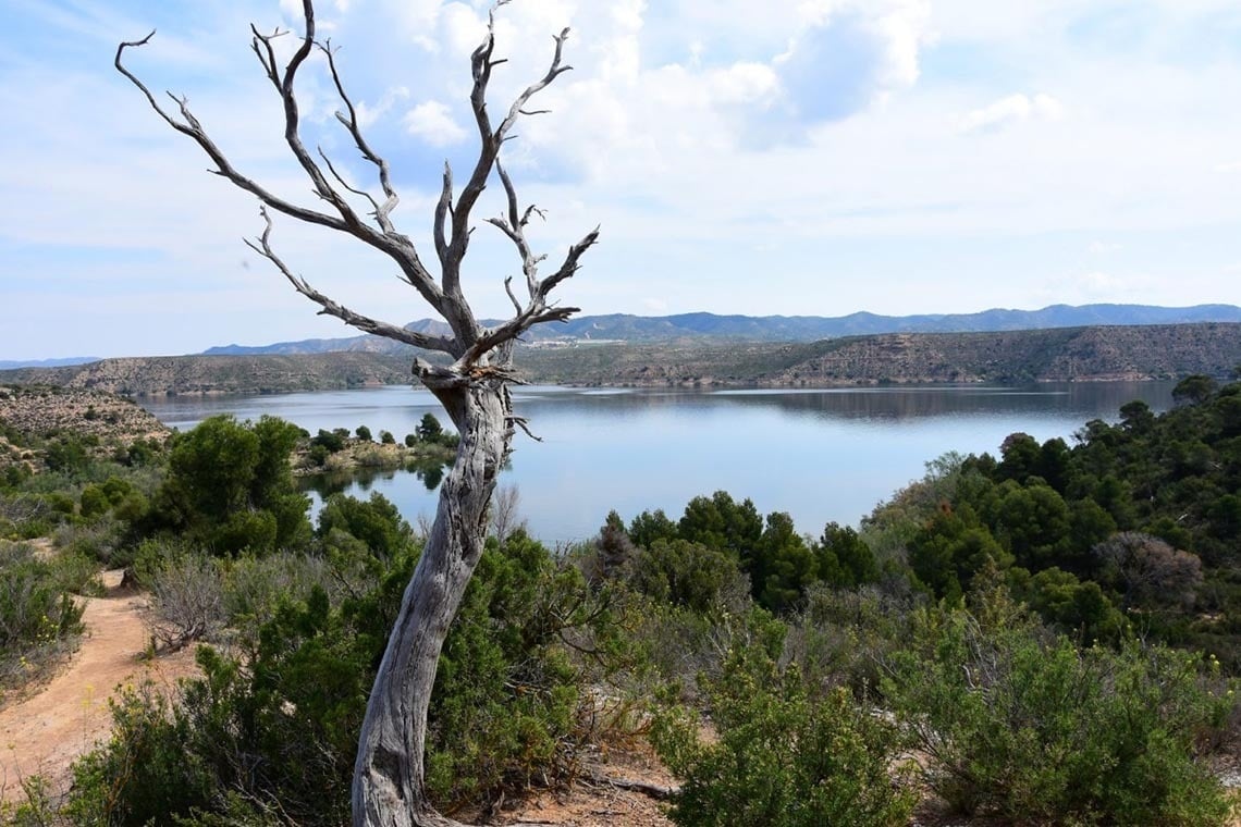 un árbol sin hojas se encuentra en la orilla de un lago