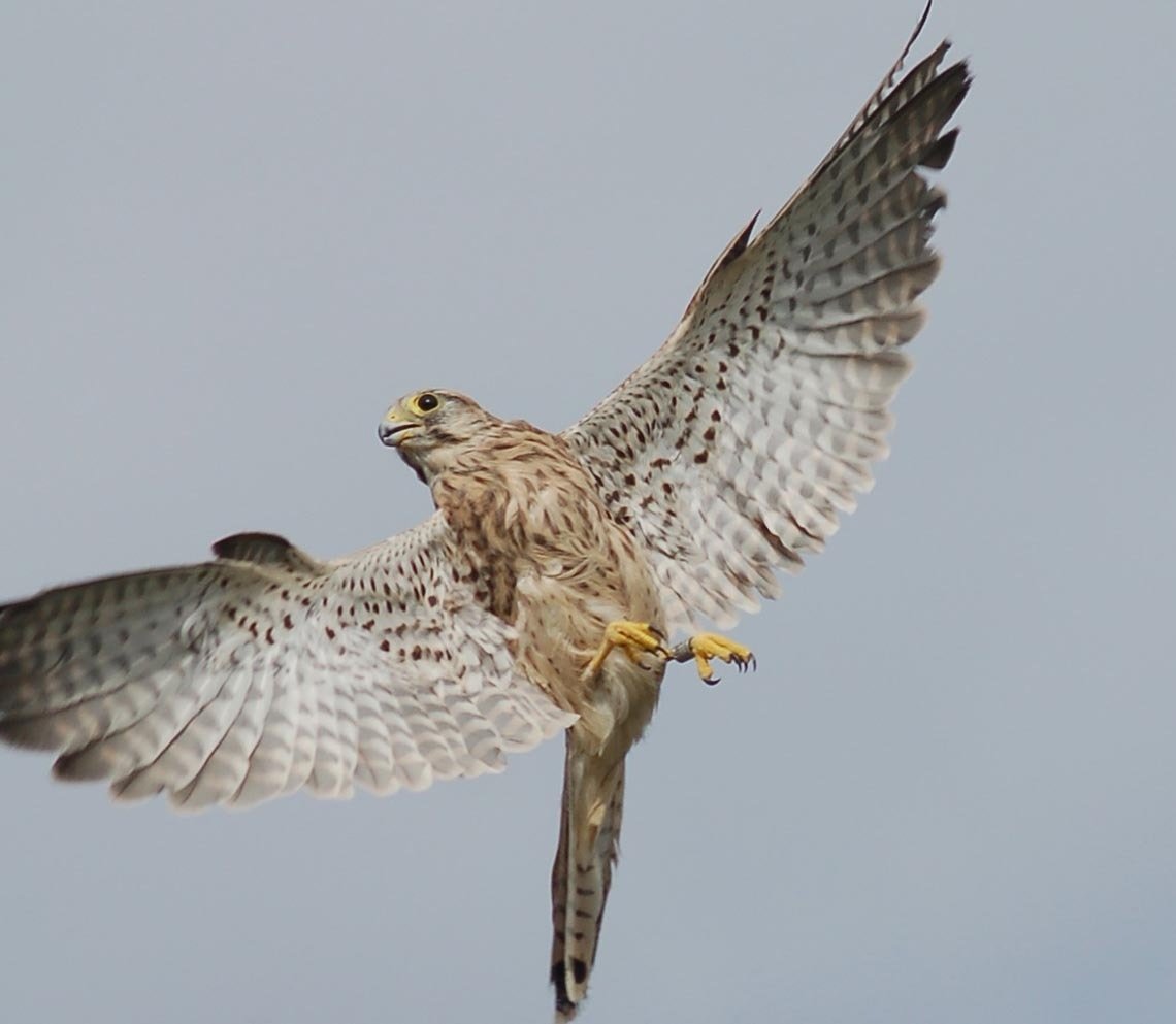 un halcón vuela en el cielo con sus alas extendidas