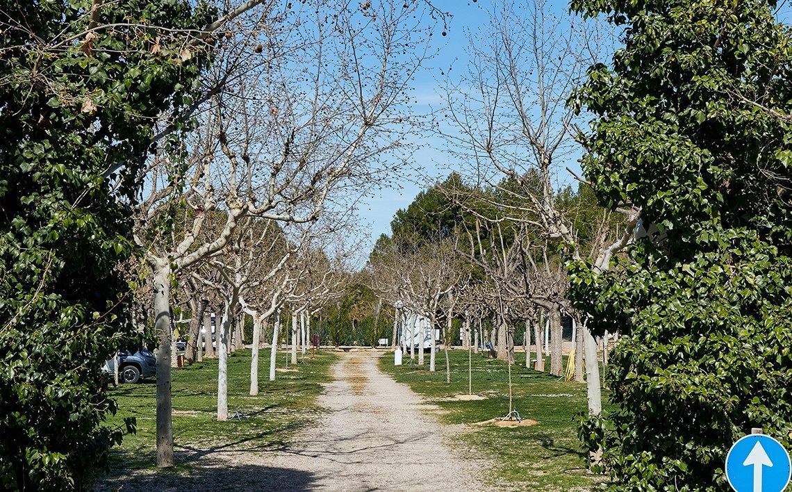 a row of trees along a dirt road with an arrow pointing to the right