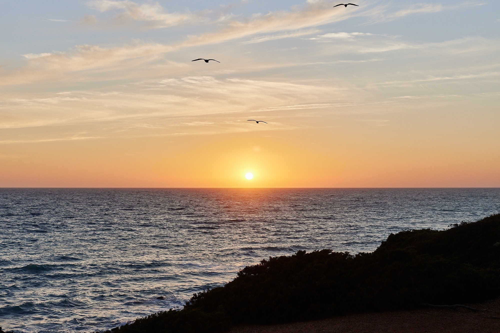 birds flying over the ocean at sunset