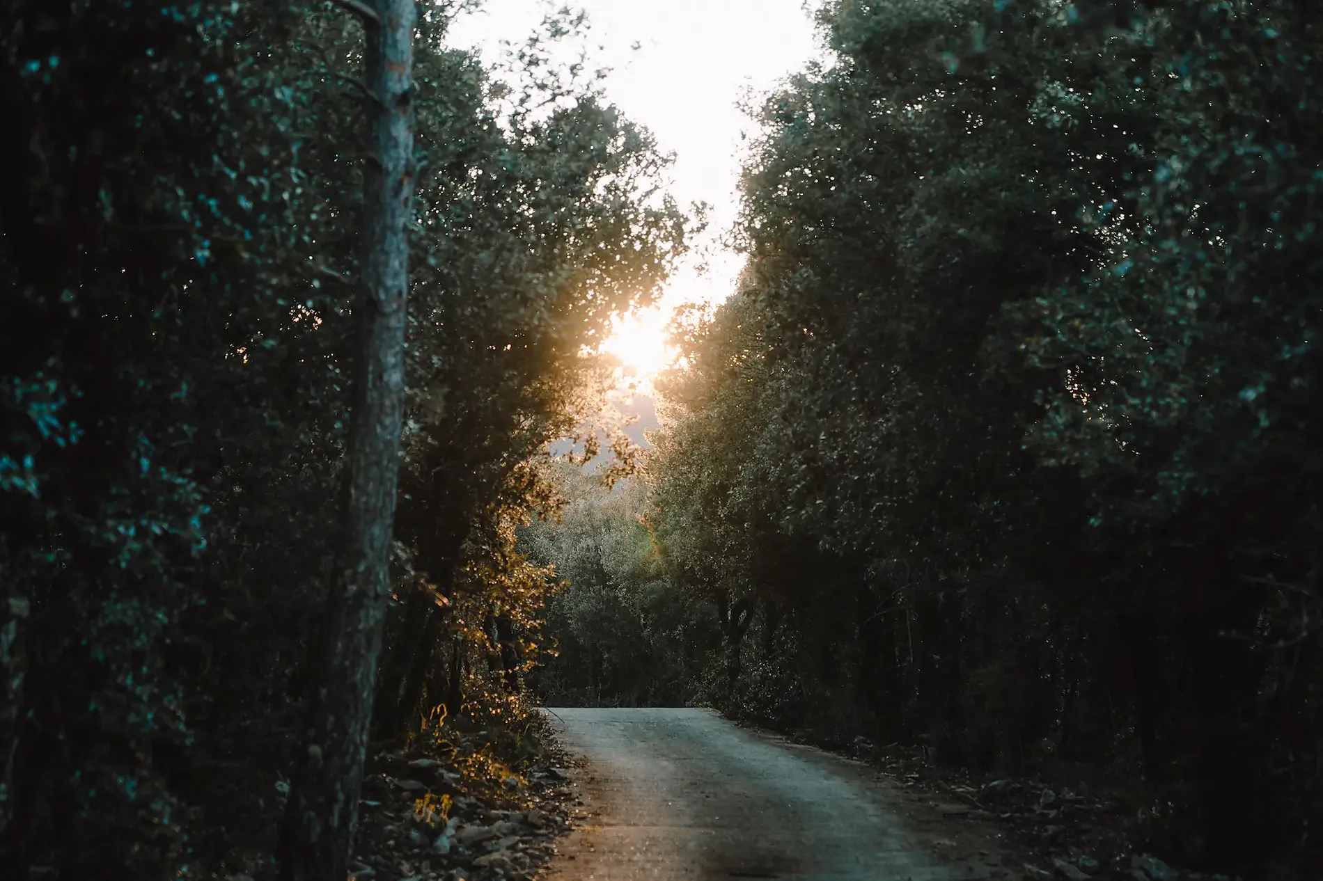 Camino boscoso al atardecer, perfecto para una estancia en 3 rutas de senderismo en familia por la Alta Garrotxa.