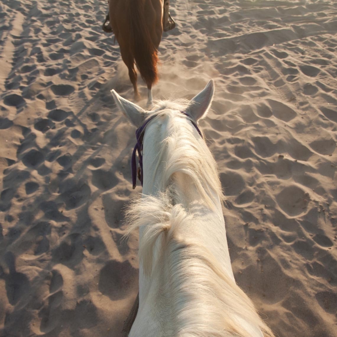un caballo blanco camina por la arena junto a un caballo marrón