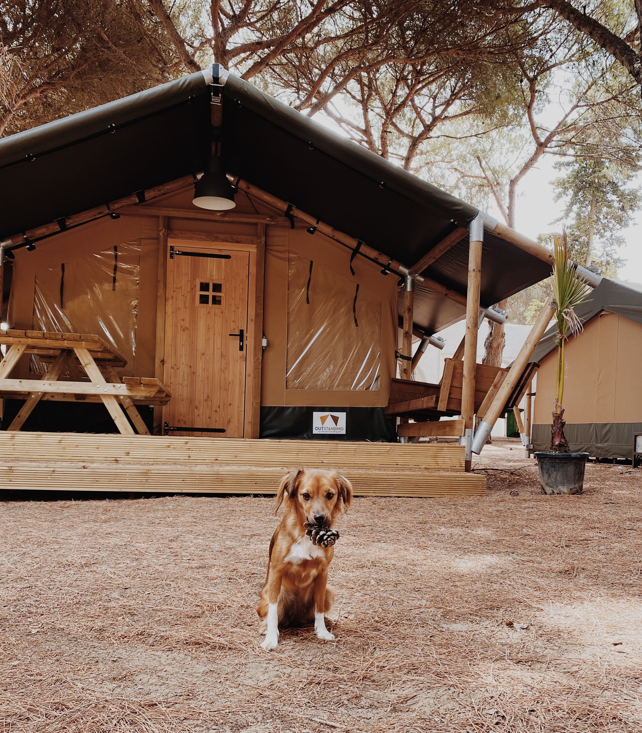 un perro marron y blanco se sienta frente a una tienda de campaña