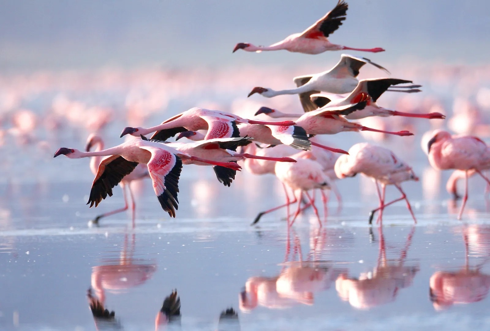 a flock of flamingos flying over a body of water