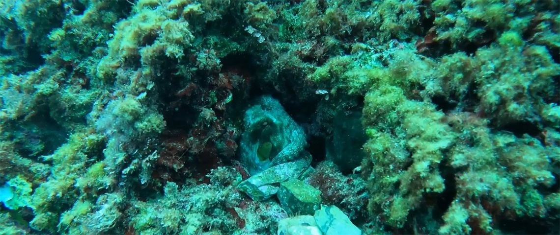 un pulpo se esconde en un agujero en un arrecife de coral