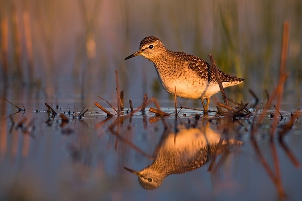 a small bird is standing in a shallow body of water