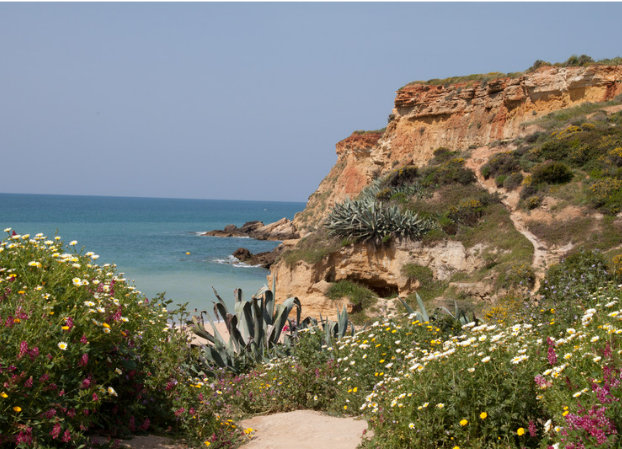 a path leading to the ocean is surrounded by flowers