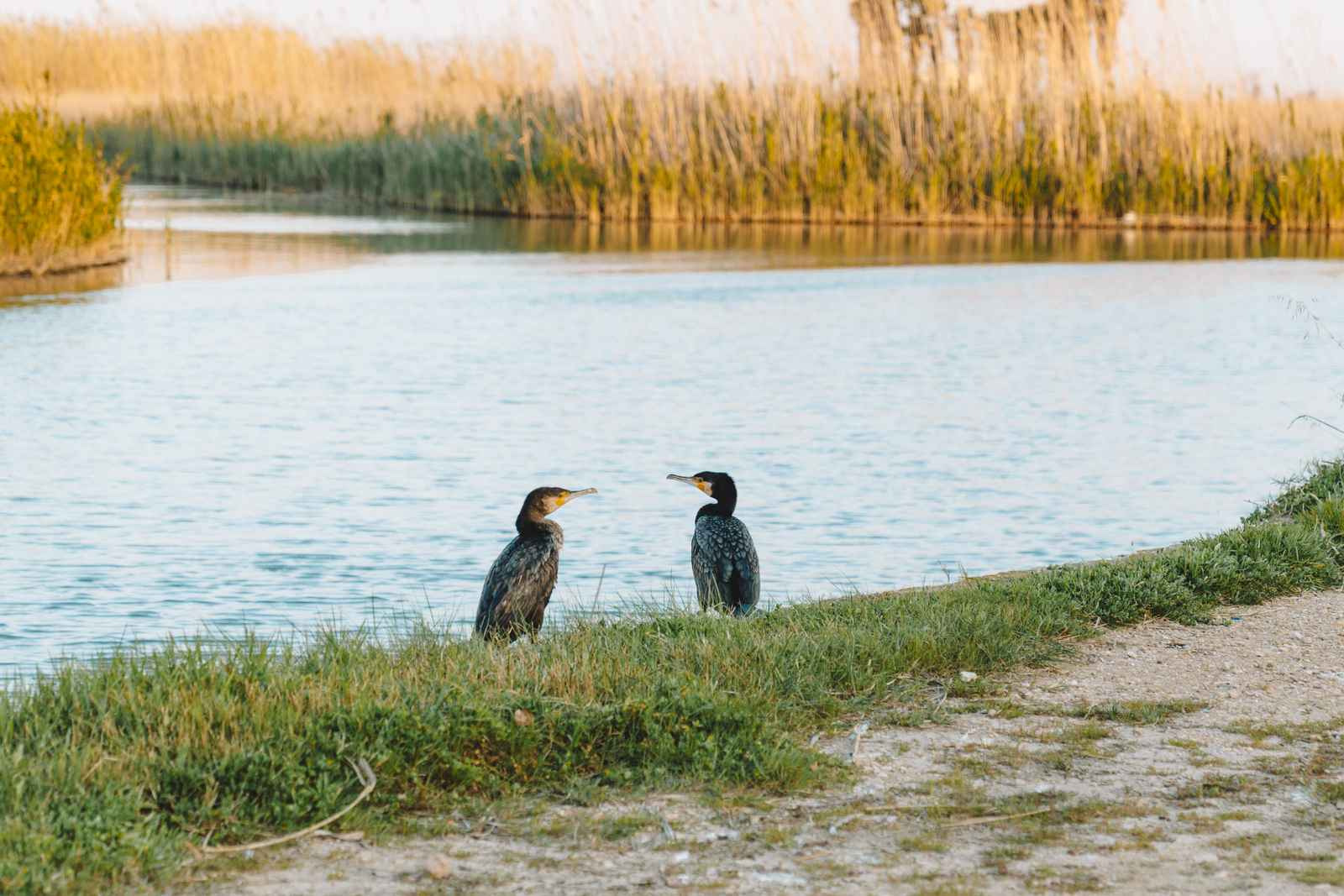Dos cormoranes en la orilla de lago con campo de arroz al lado