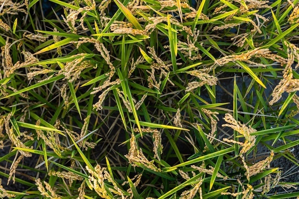 a close up of a plant with a lot of leaves