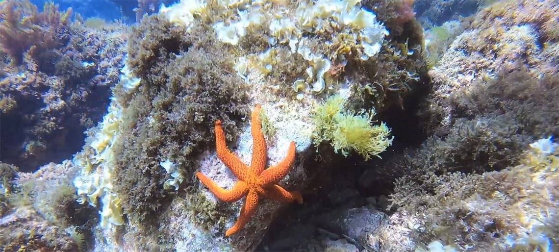 an orange starfish is sitting on a rock in the ocean