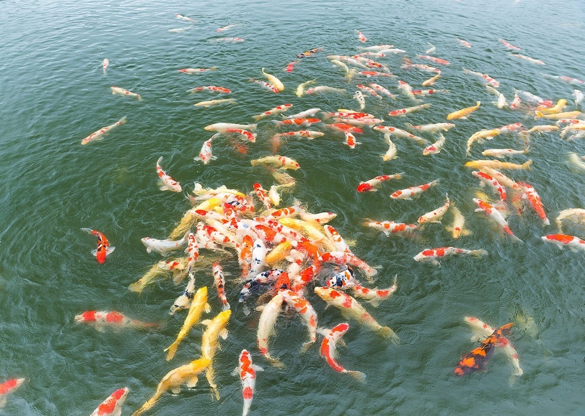 un grup de peixos multicolors naixen a l' aigua
