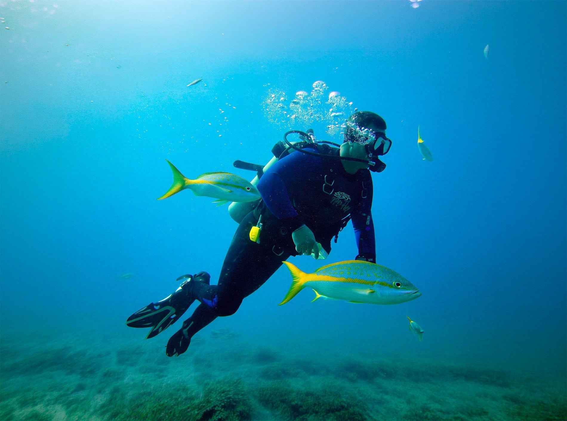 Un buzo con traje de neopreno azul nada bajo el agua, rodeado de peces con rayas amarillas y burbujas.