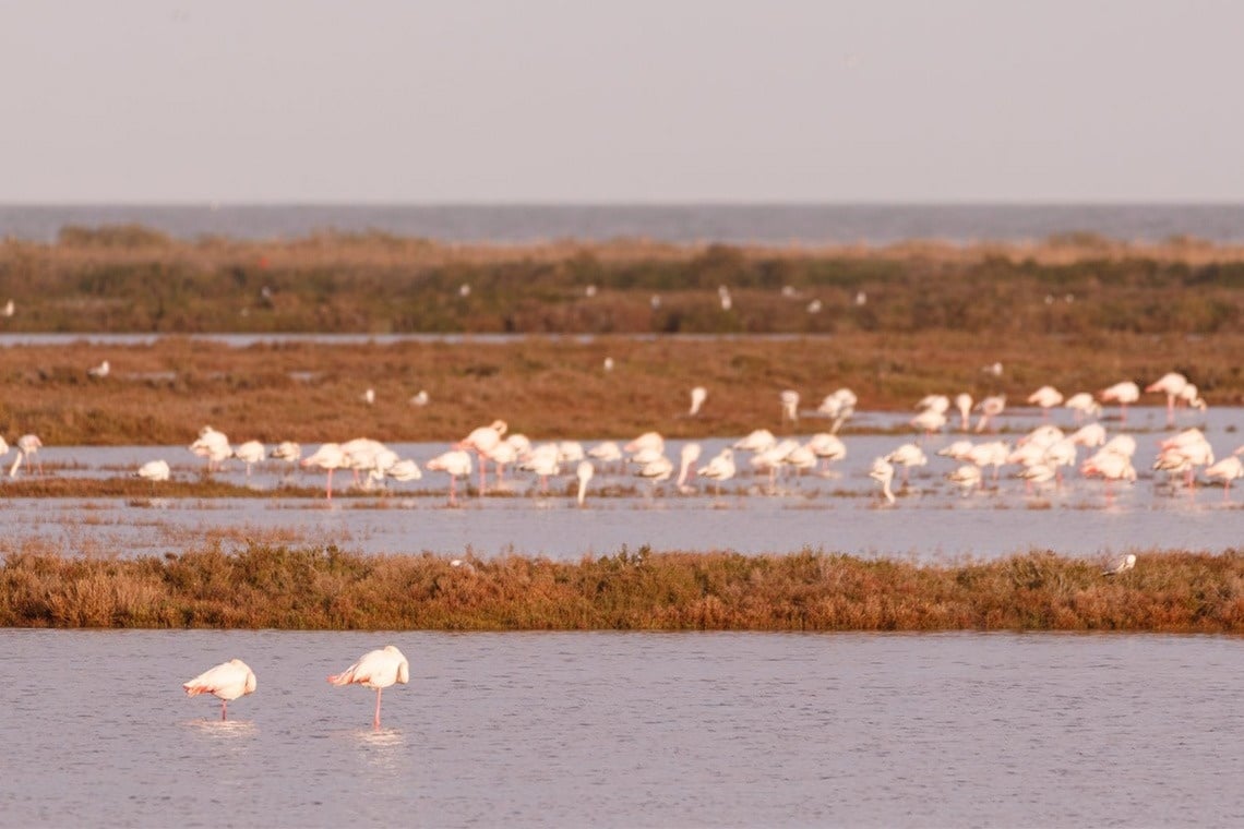 a flock of flamingos flying over a body of water
