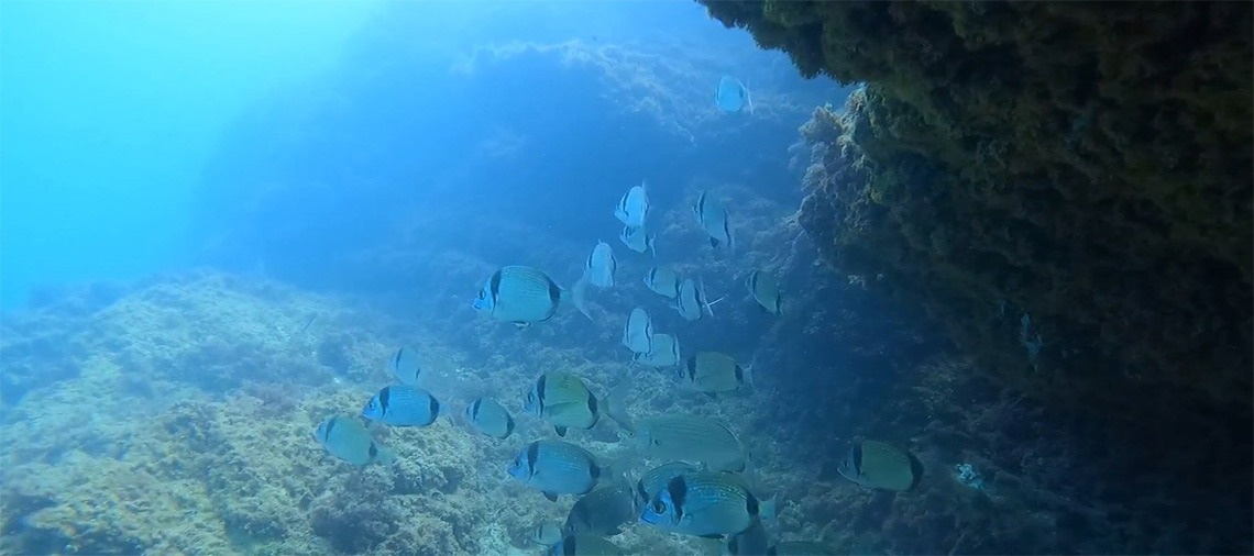 a group of fish are swimming in the ocean