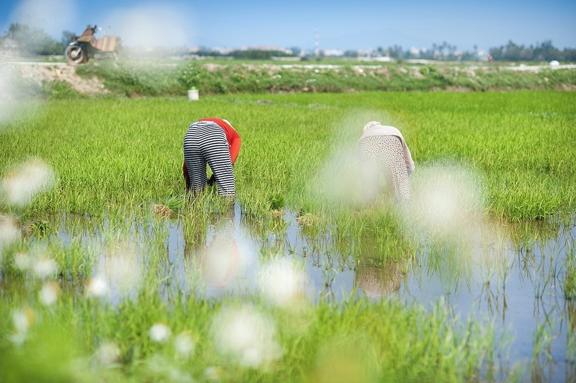zwei Frauen arbeiten in einem grünen Feld