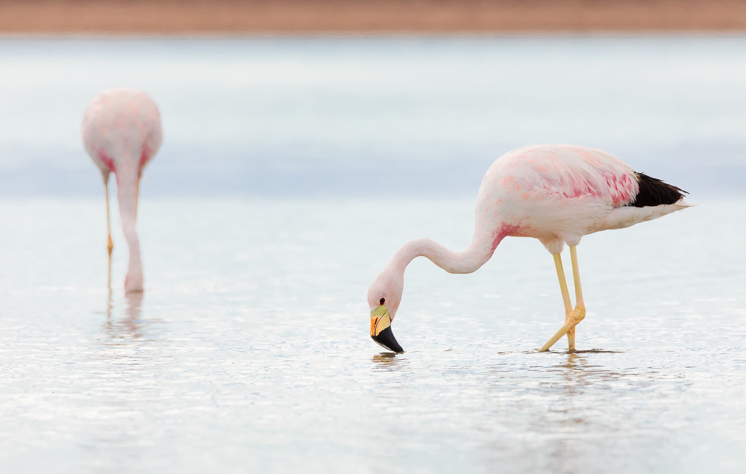 twee roze flamingo 's die in het water eten
