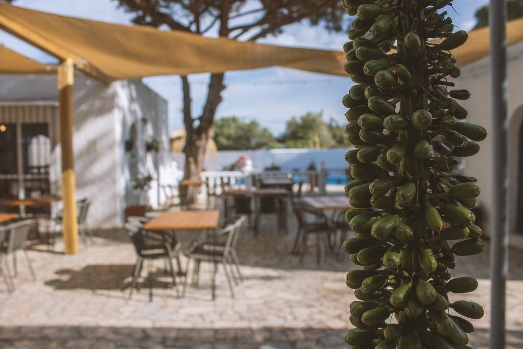 een cluster van groene vruchten hangt aan een paal