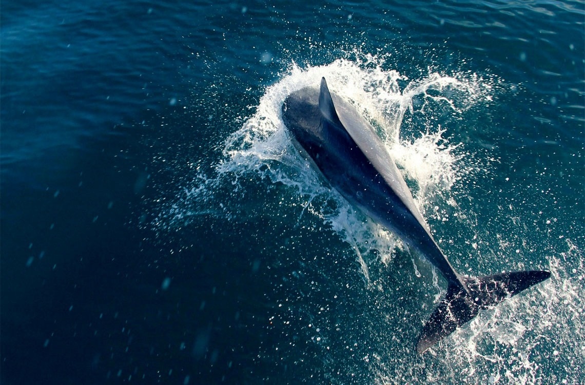 TAIGA | Campings & Resorts