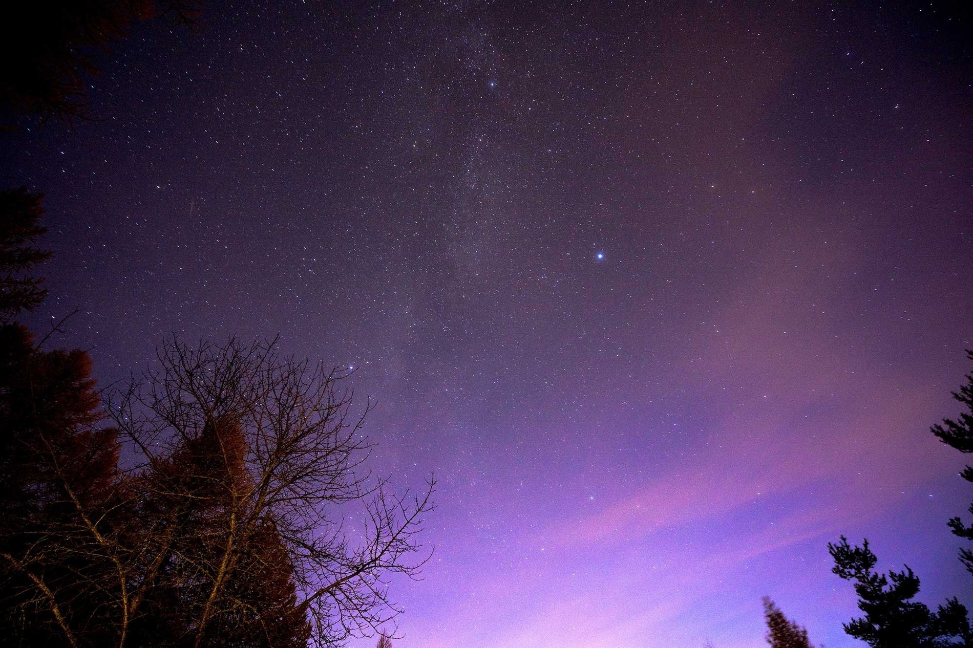 ein lila Himmel mit vielen Sternen und Bäumen im Vordergrund