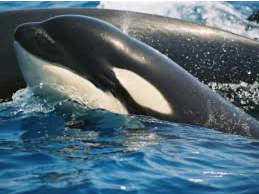 un homme ouvre une huître avec un couteau