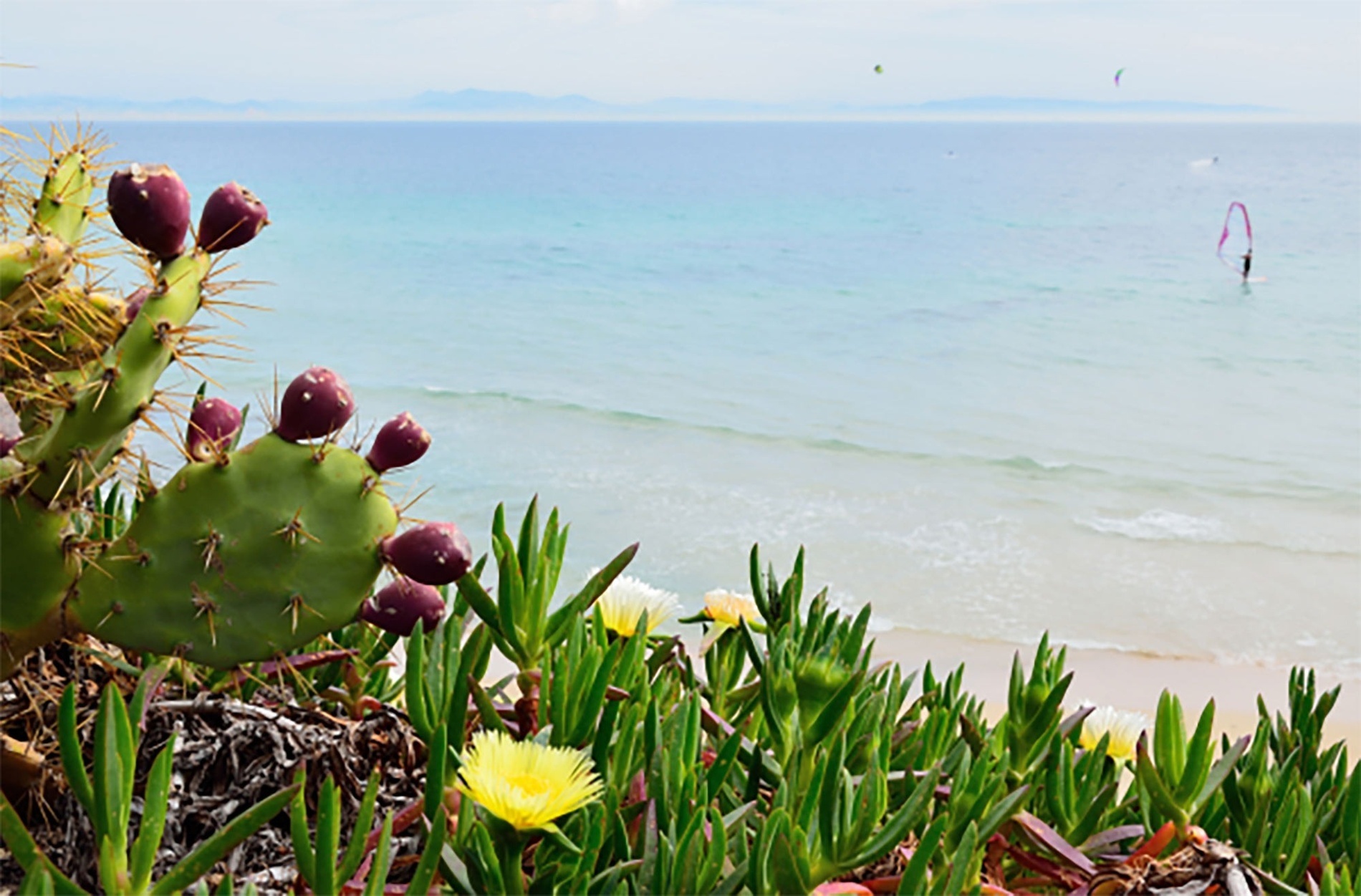 un cactus i algunes flores a la orilla del mar