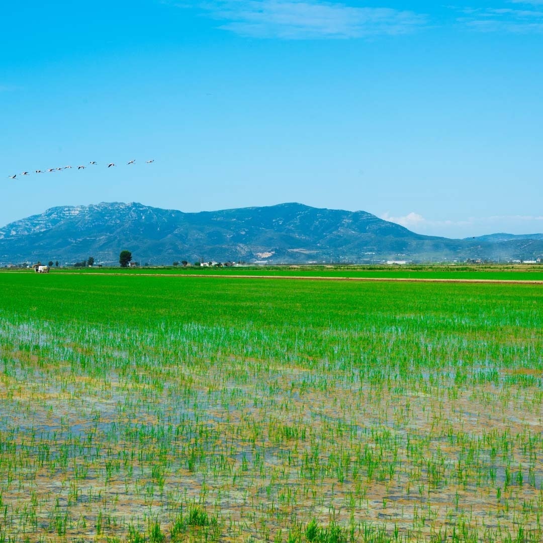 een groep vogels vliegt over een groen veld met bergen op de achtergrond