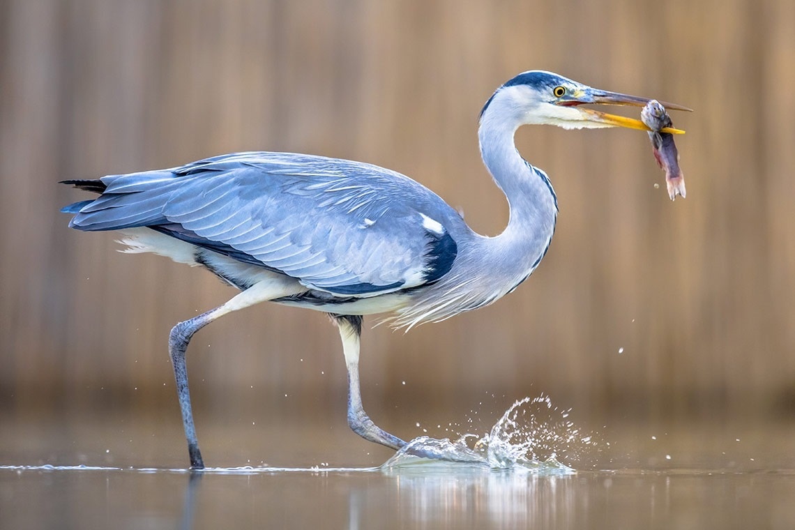 un pájaro con un pez en la boca salta del agua