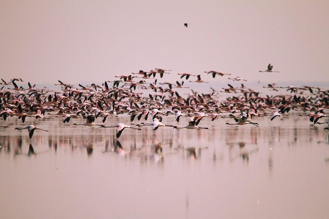 un gran grupo de pájaros volando sobre el agua