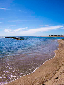 un gros plan d' une plage avec l' océan en arrière-plan .