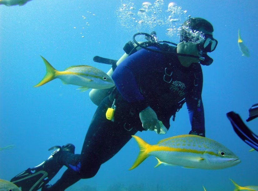 Un buzo con equipo de buceo nada bajo el agua entre peces de rayas amarillas.