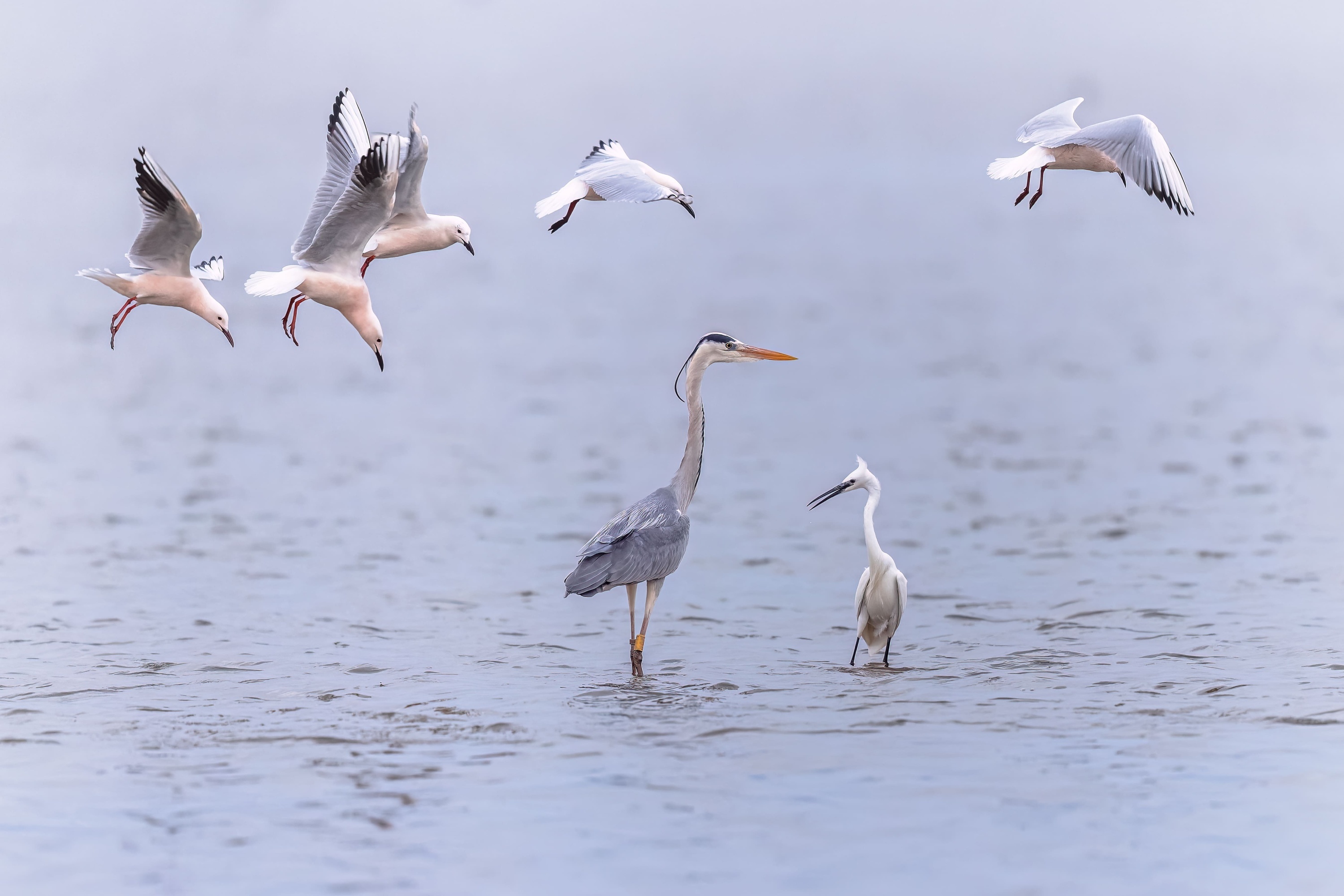 een zwerm meeuwen vliegt rond een blauwe reiger die in het water staat
