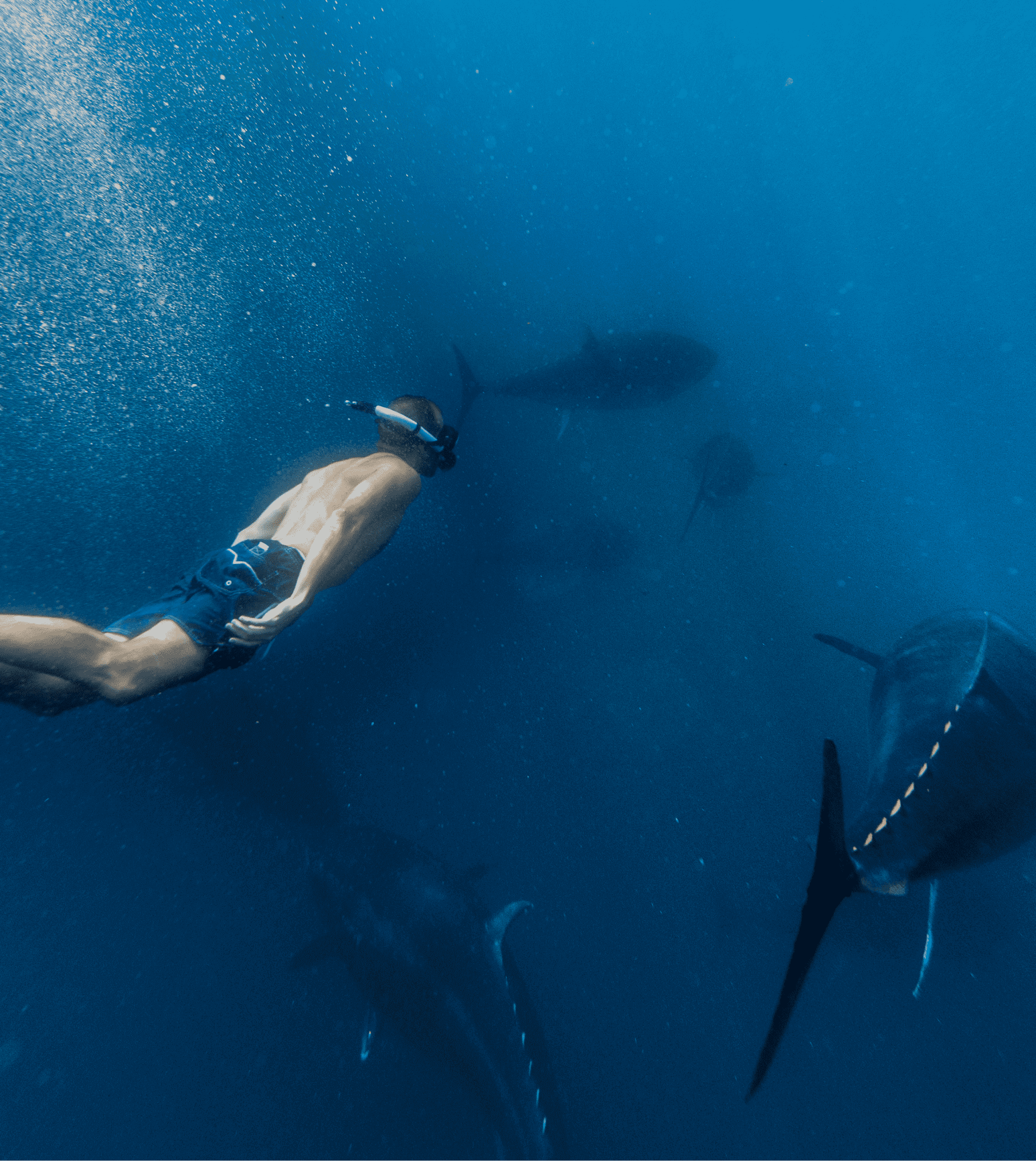 un nadador està nadando en l' aigua amb un grup de delfíns al fons