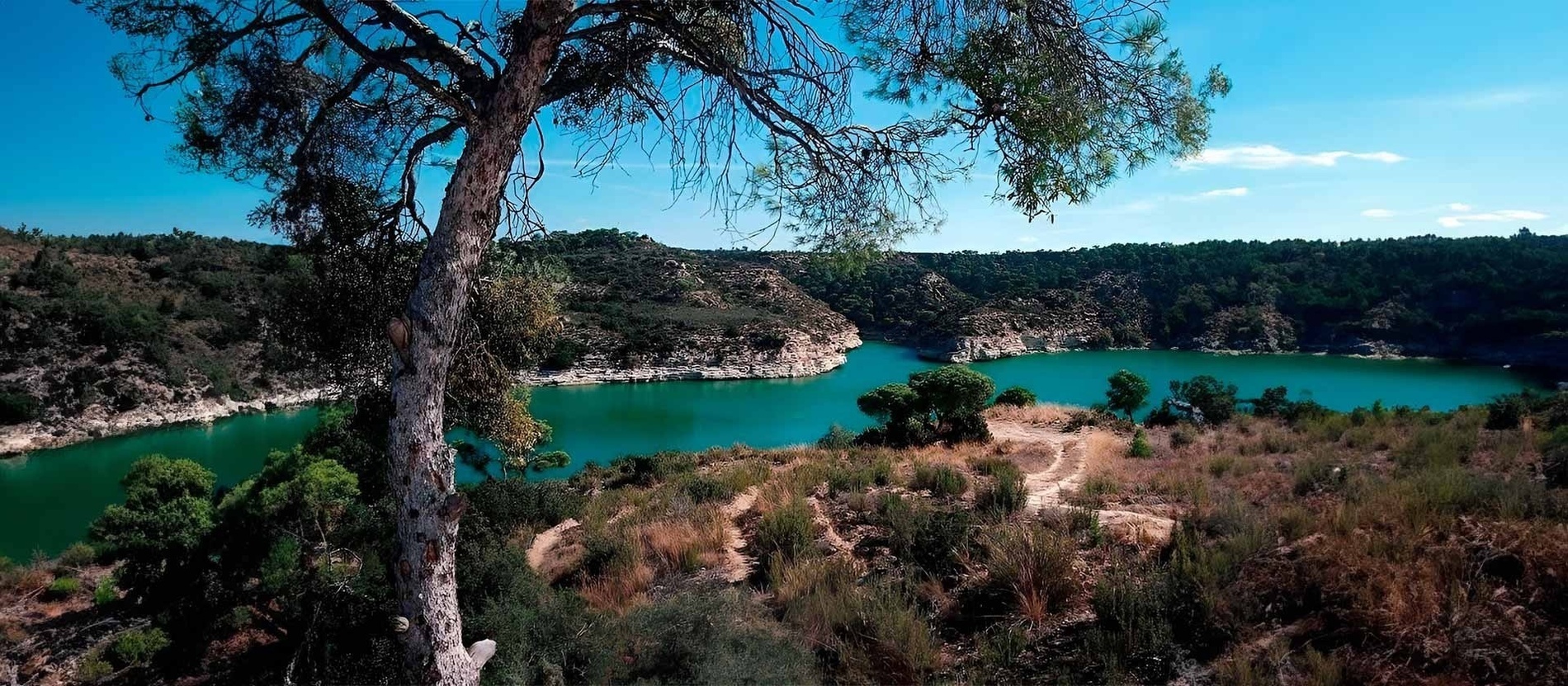 a tree stands in front of a lake surrounded by trees