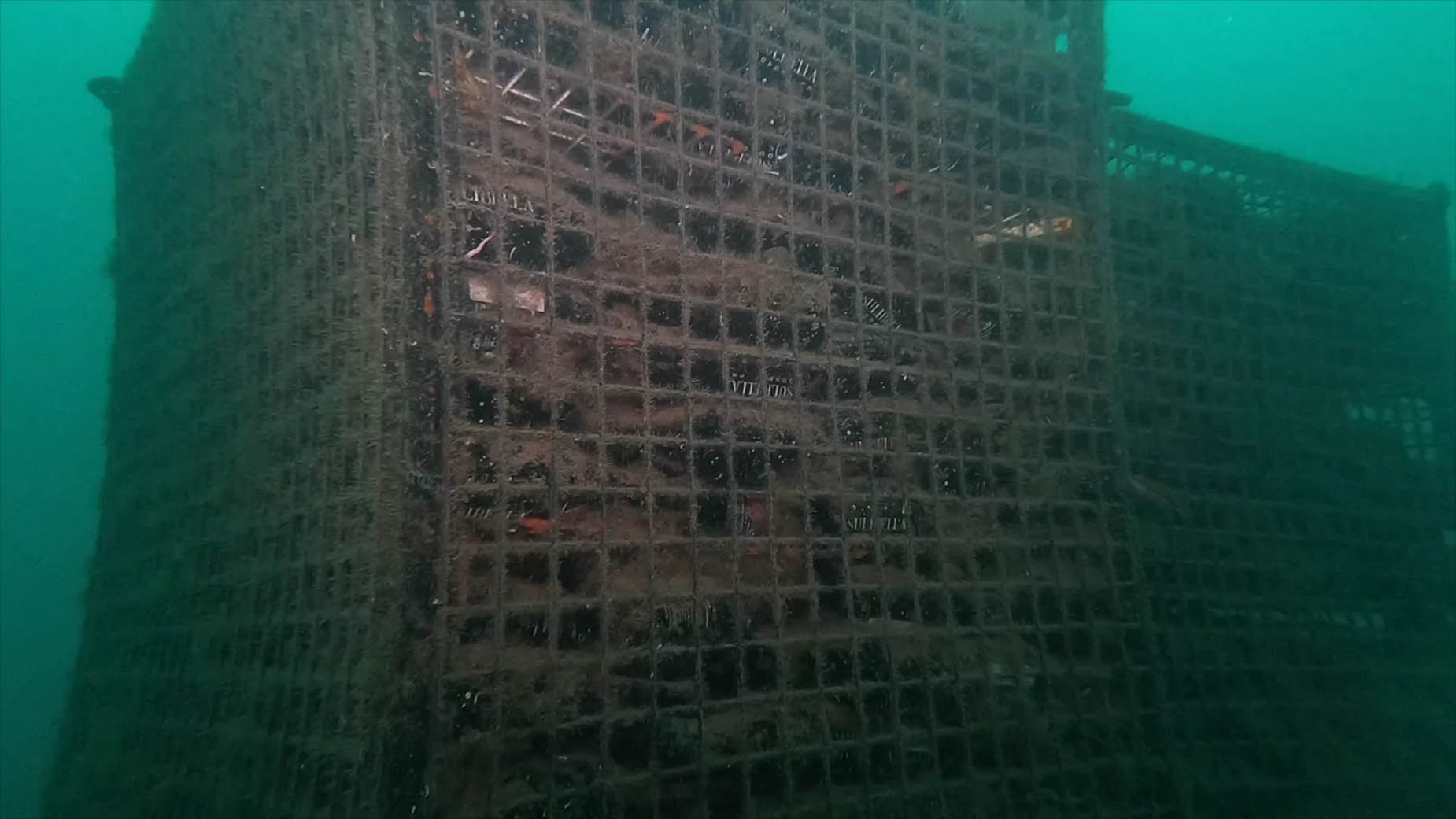 Unterwasser-Struktur, möglicherweise Muschelfarm oder Riff, mit Gitternetz und Schmutz Taiga: Corporativa