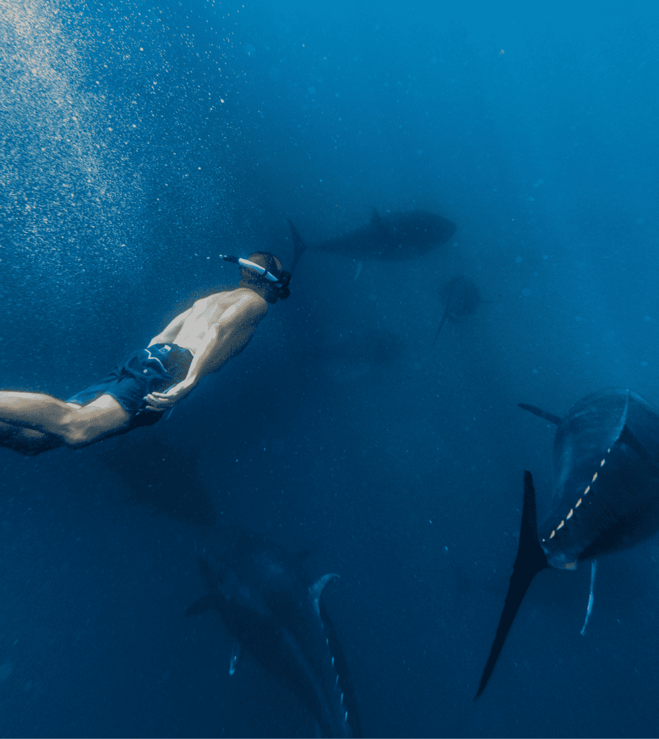 a man is swimming with sharks in the ocean