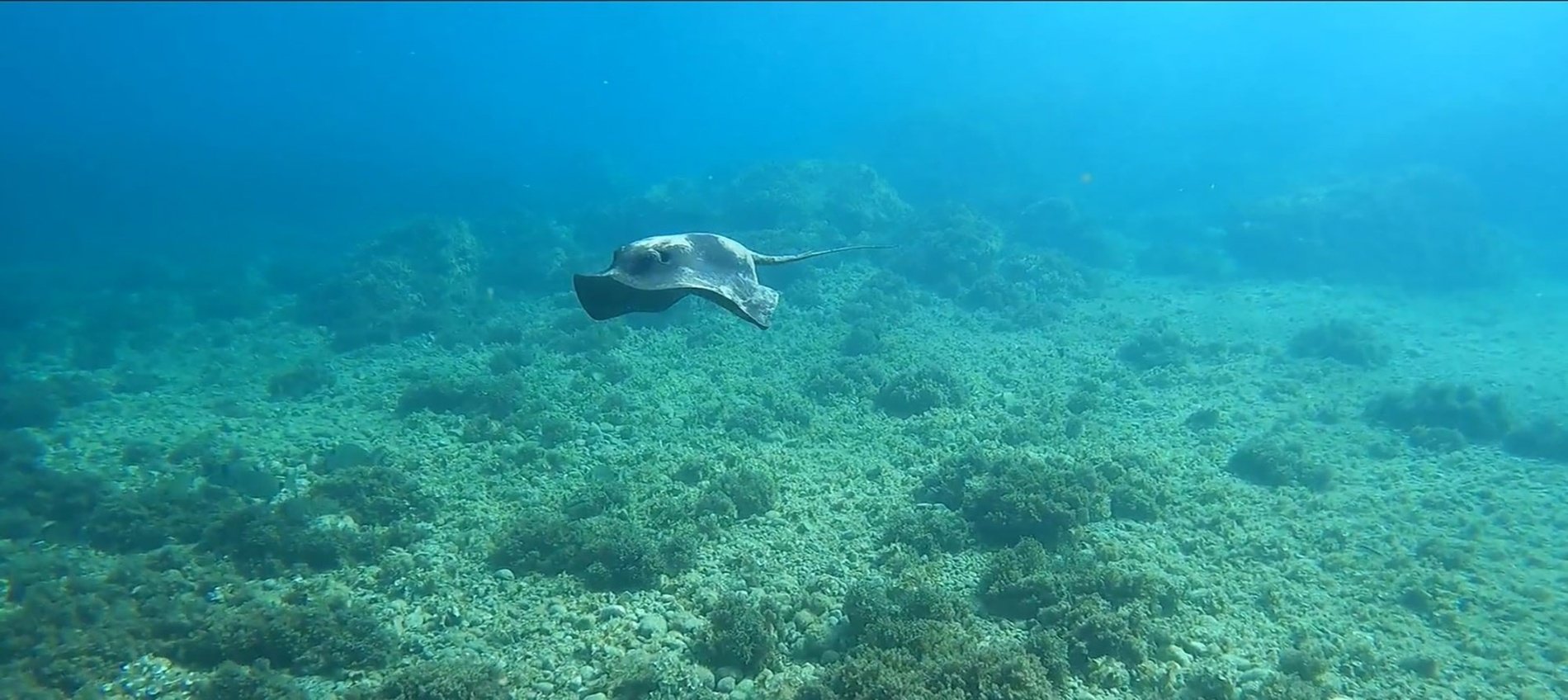 una raya nada en el océano sobre un arrecife de coral