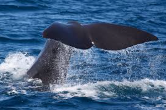 un bol blanc rempli de moules avec une tranche de citron et de persil