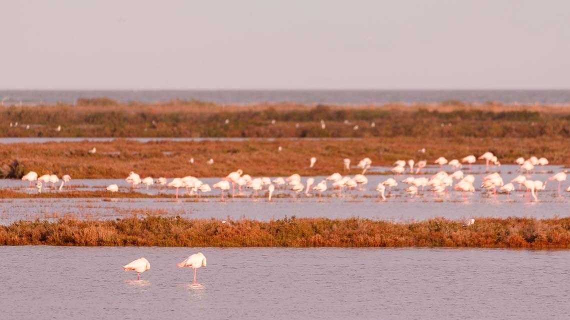 een kudde flamingo 's die in het water staan