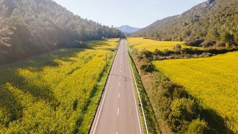 Carretera escénica entre campos de flores amarillas y montañas.