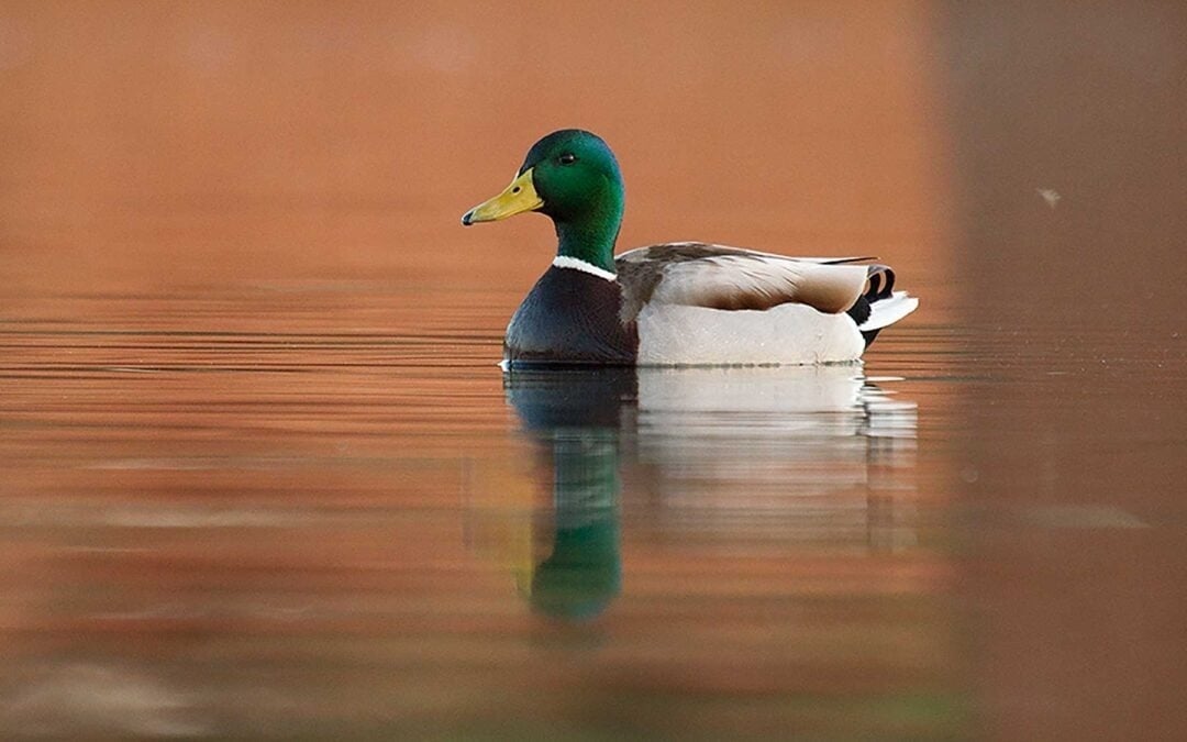 un pato con un pico amarillo flota en el agua