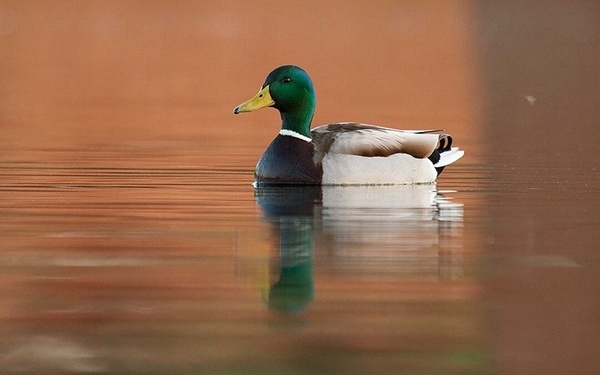 un canard flotte dans l' eau avec un mur en arrière-plan