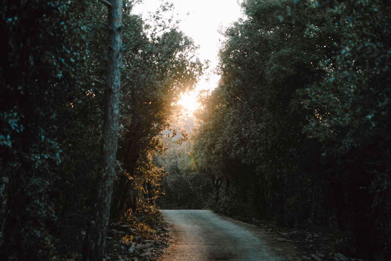 Tree-lined path with sunlight filtering through, ideal for a mountain getaway