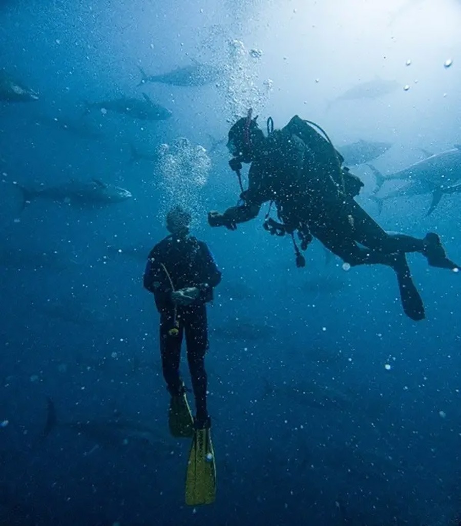 un grup de peixos i un submarinista en el mar