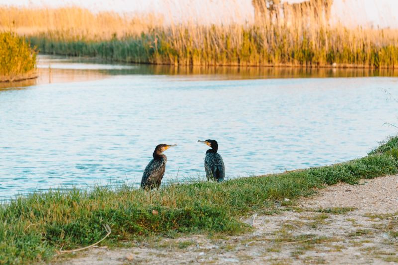 Dos ocells als arrossars del Delta de l'Ebre